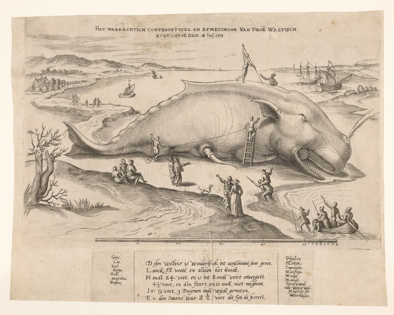 Stranded Whale Near Antwerp, 1577 by Anonymous