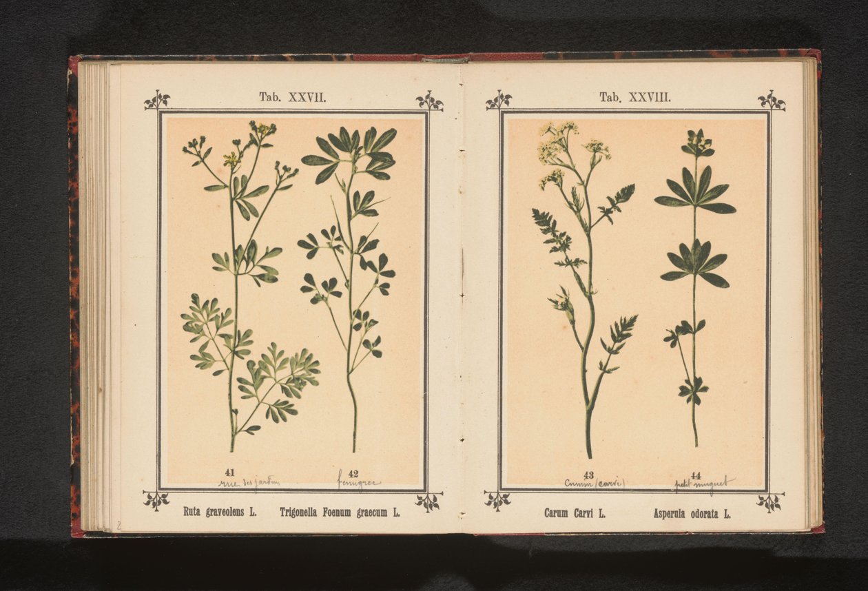 Caraway and Sweet Woodruff by Anonymous
