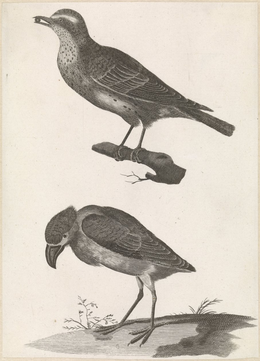 Thrush with a Berry in Its Beak to the Left and Boat-billed Heron by Anonymous