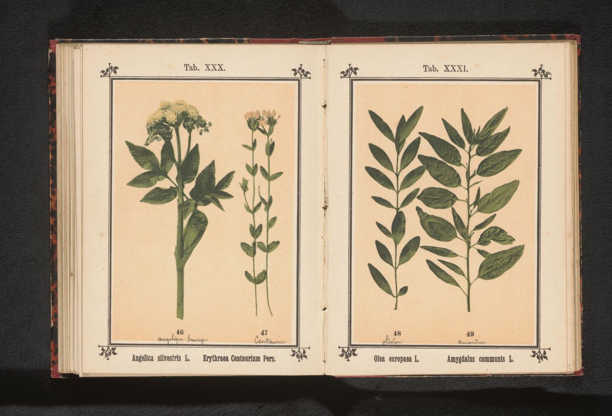 Olive Branch and Almond Branch by Anonymous