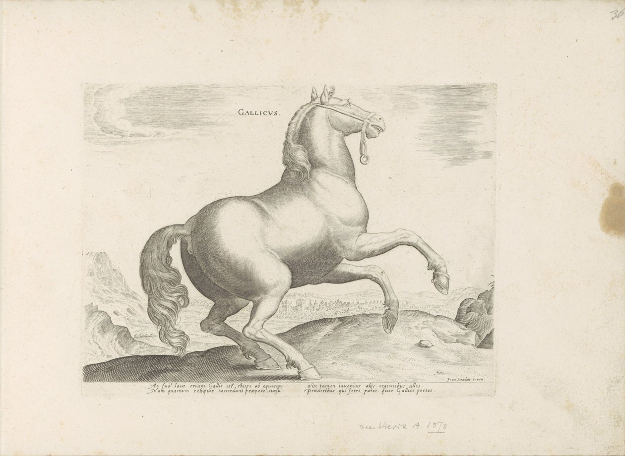 Horse from France by Anonymous