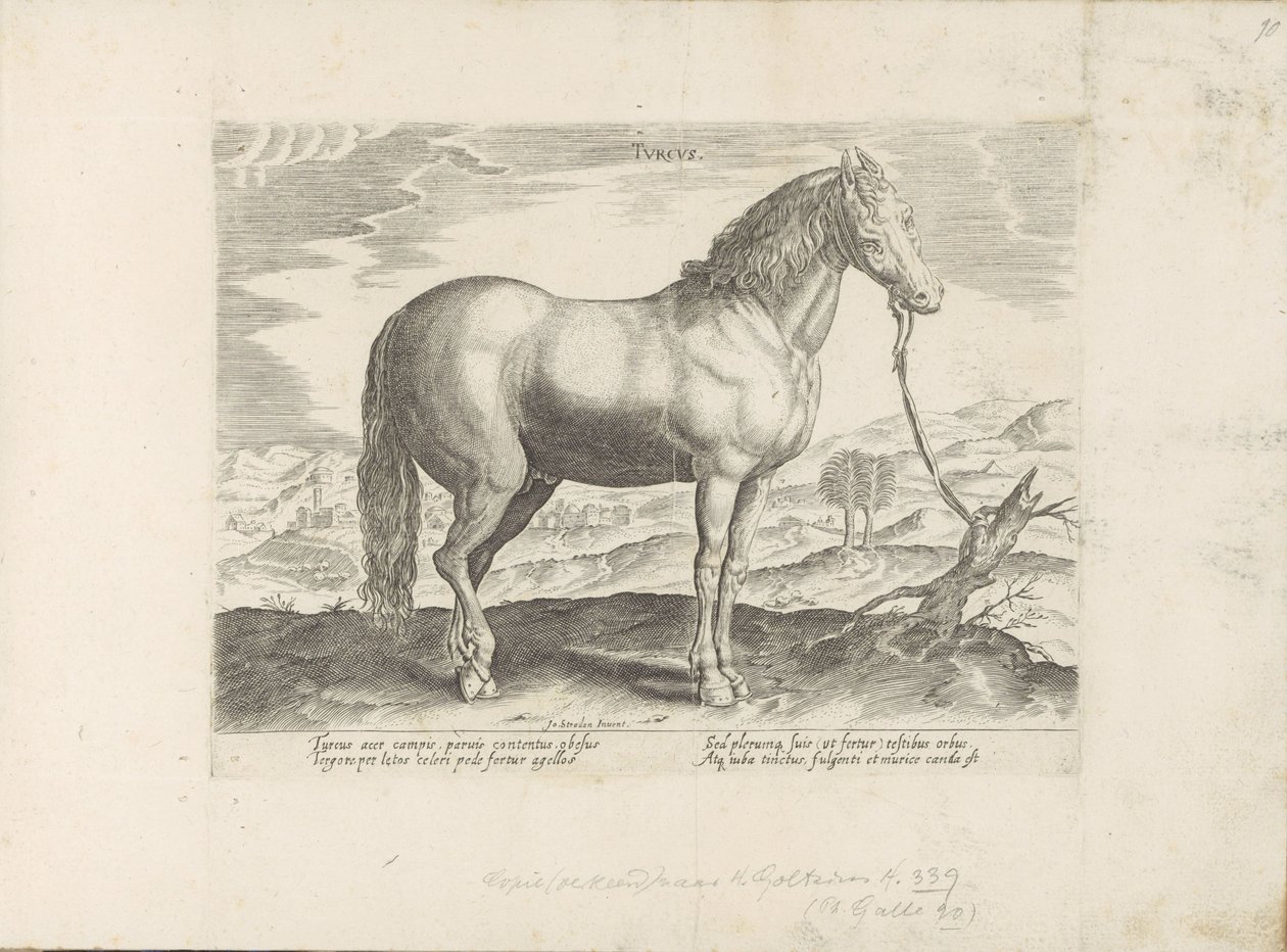 Horse from Turkey by Anonymous