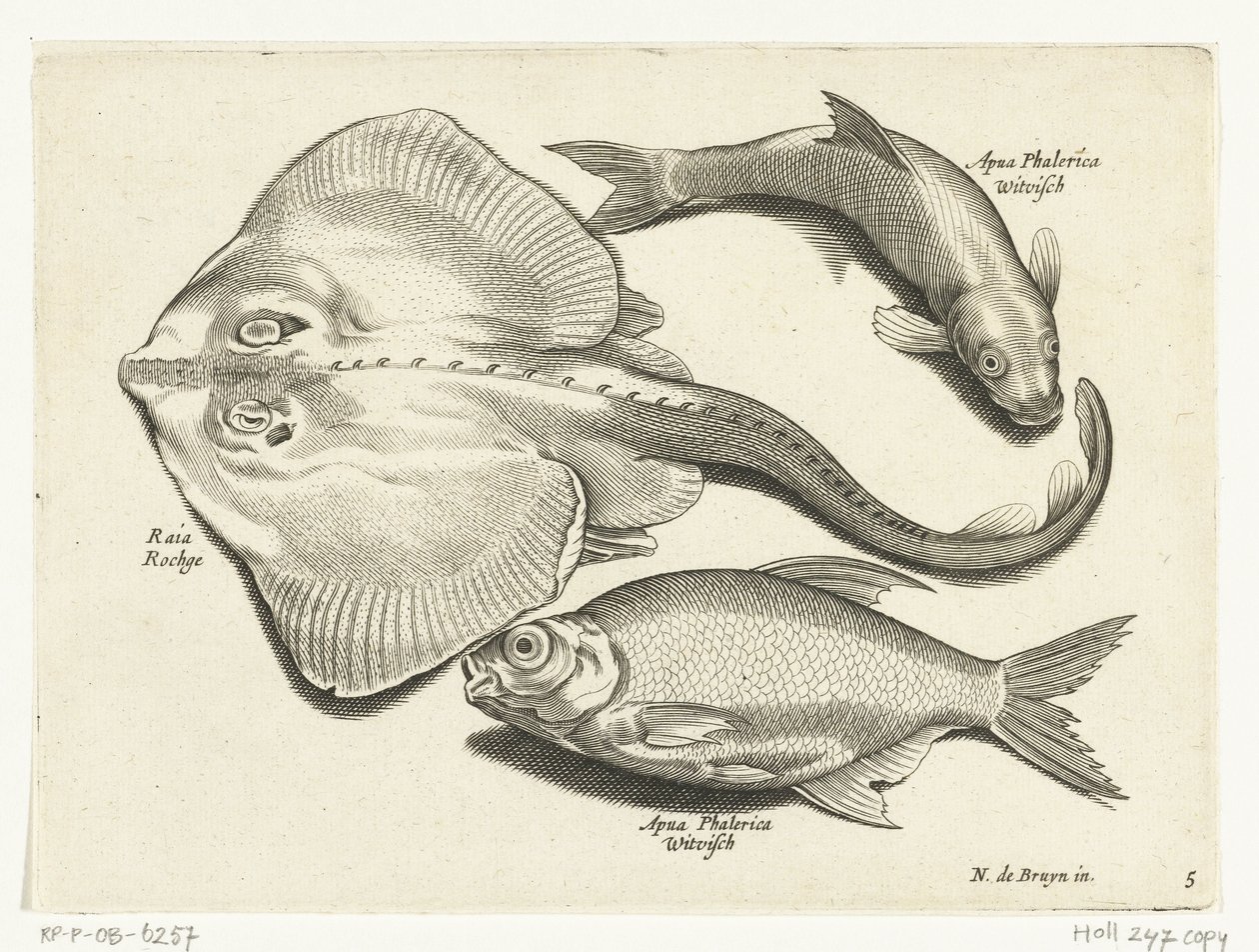 Ray, Bream, and Whitefish by Anonymous