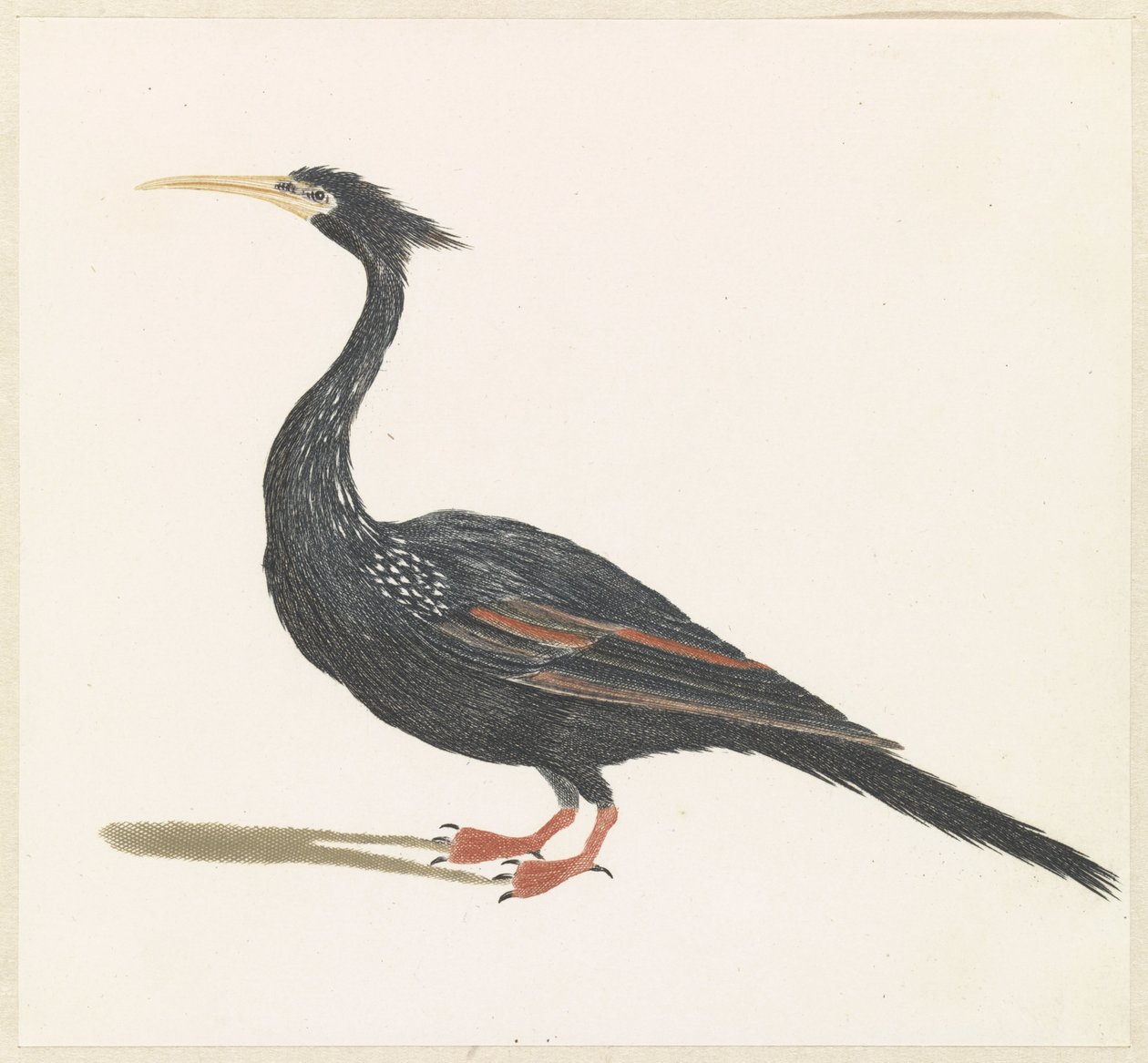 Anhinga by Anonymous