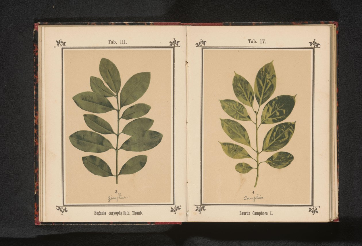Branch of a camphor tree by Anonymous