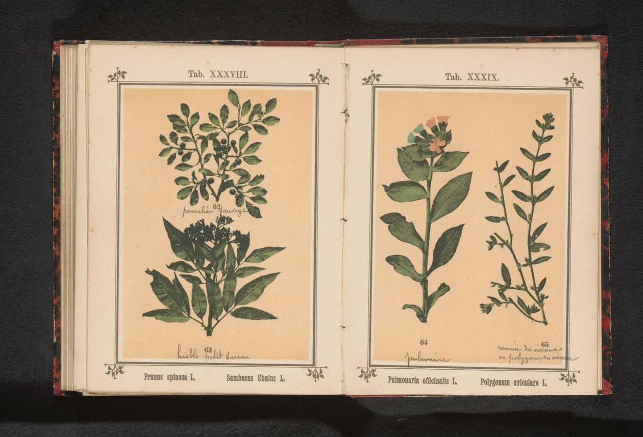 Branch of a Blackthorn and a Danewort by Anonymous