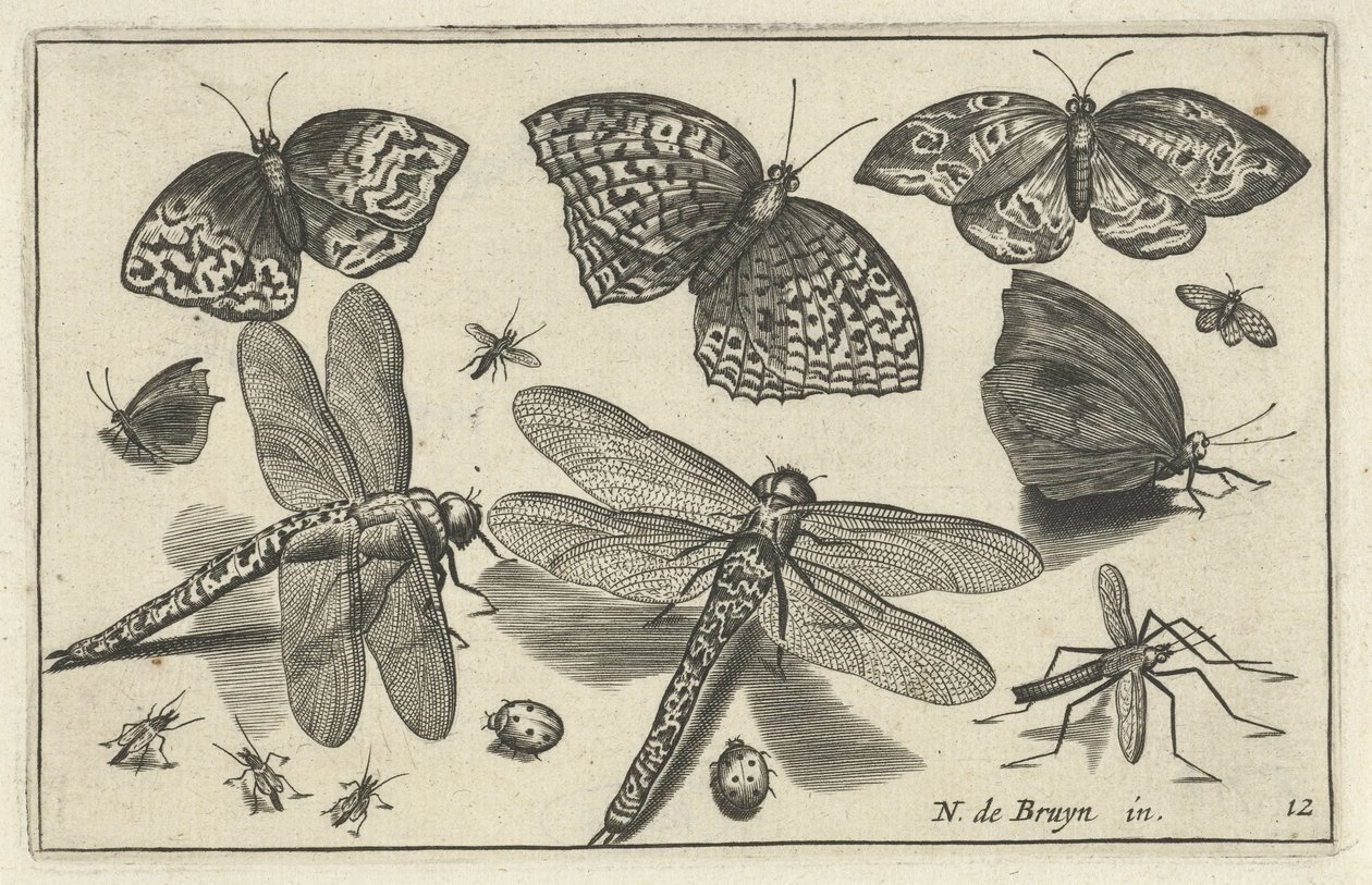 Butterflies and Dragonflies by Anonymous
