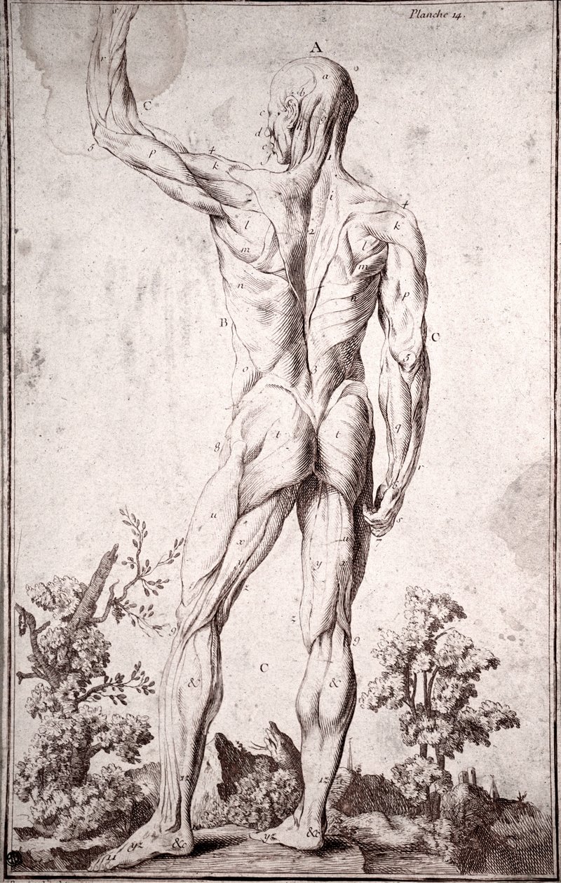 Anatomical Study of the Human Muscular System