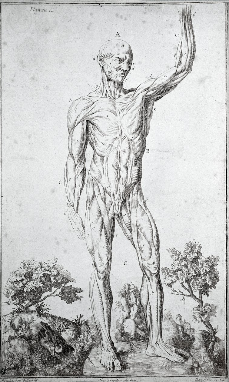 Anatomical study of the human muscular system