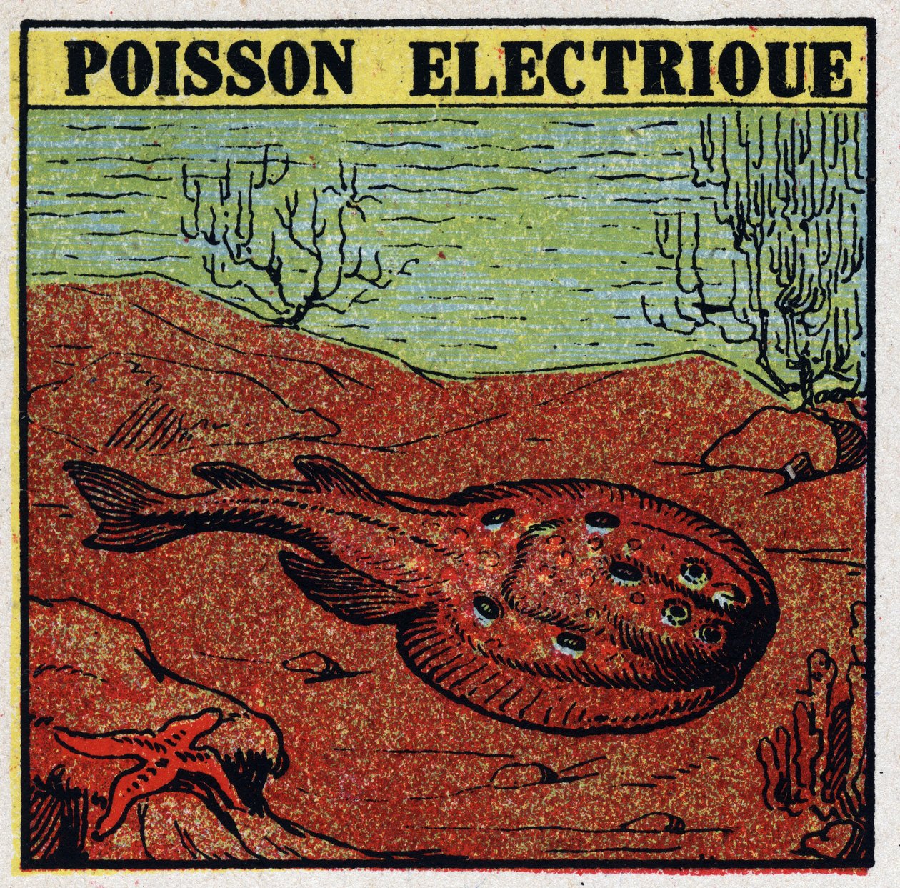 Physiological effects of electricity: electric fish. Anonymous illustration from 1925. Private collection. by Anonymous Anonymous