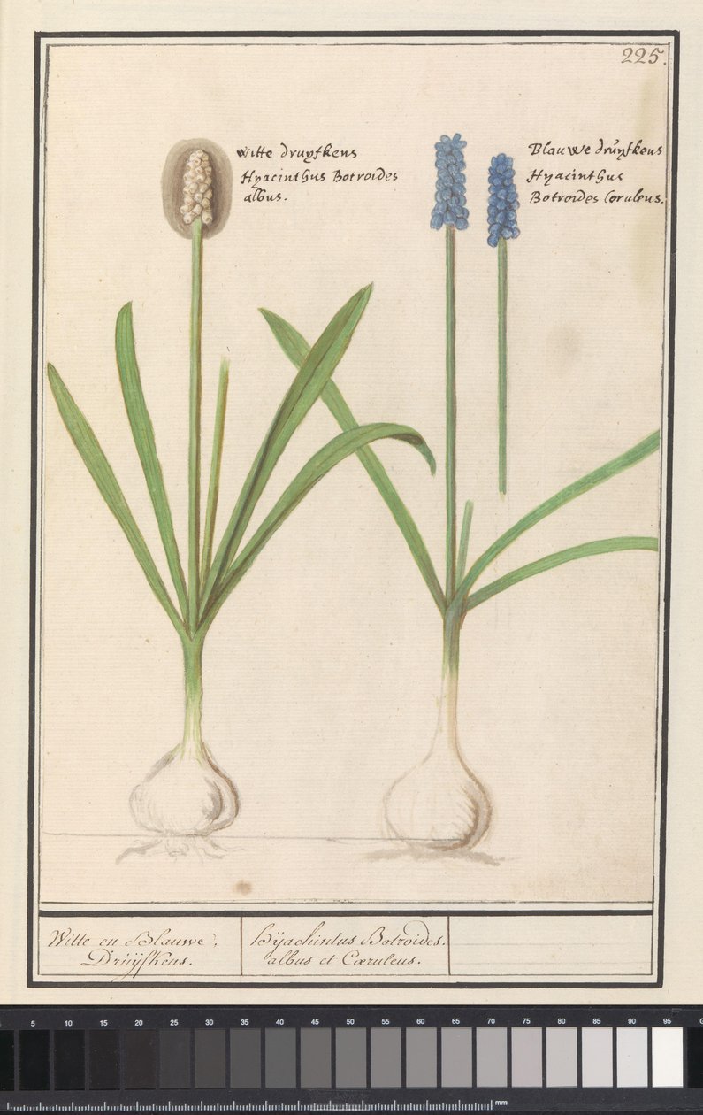 Blue and White Grapes (Muscari botryoides) by Anselmus Boëtius de Boodt