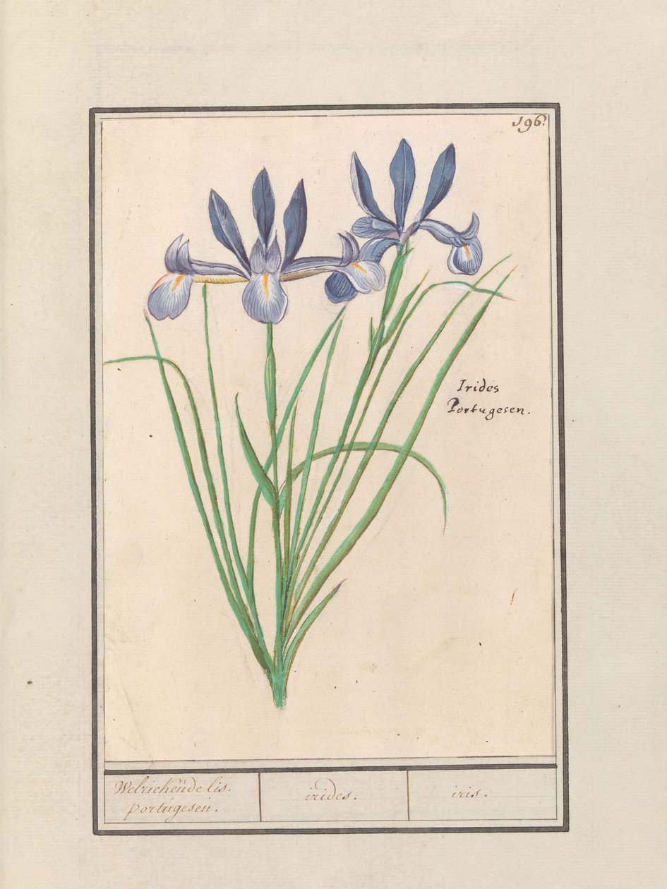 Blue Iris (Iris sibirica) by Anselmus Boëtius de Boodt