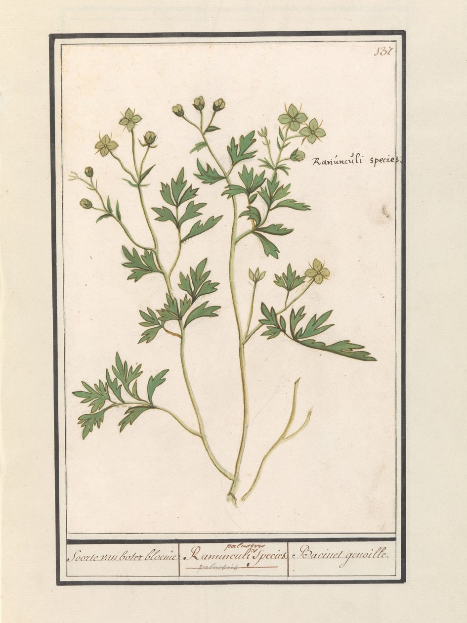 Buttercup (Ranunculus) by Anselmus Boëtius de Boodt