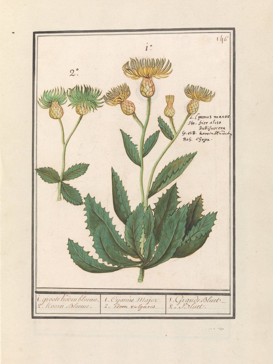 Centauri (Centaurea) by Anselmus Boëtius de Boodt