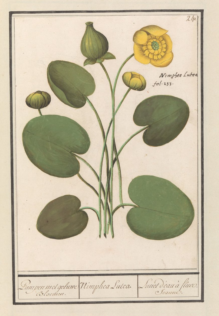 Yellow Water-lily (Nuphar lutea) by Anselmus Boëtius de Boodt