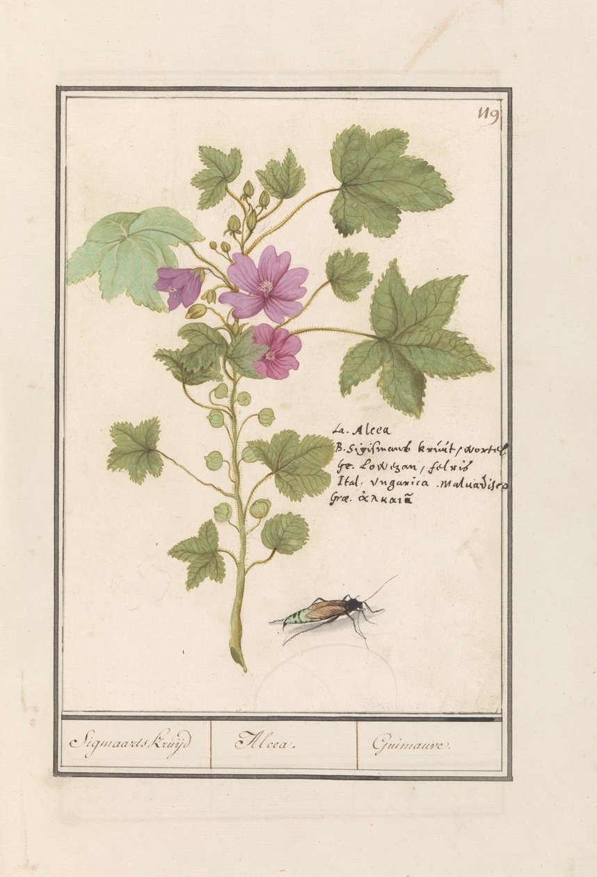 Common Mallow (Malva sylvestris) by Anselmus Boëtius de Boodt