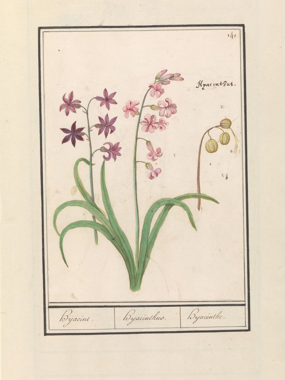 Hyacinth (Hyacinthus orientalis) by Anselmus Boëtius de Boodt