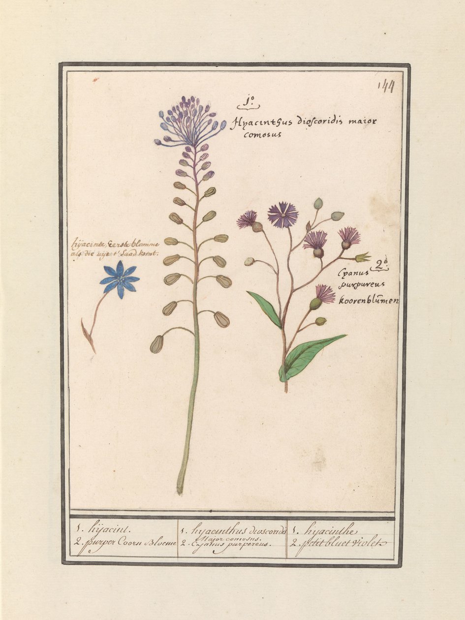 Tassel Hyacinth (Muscari comosum) and Cornflower (Centaurea) by Anselmus Boëtius de Boodt