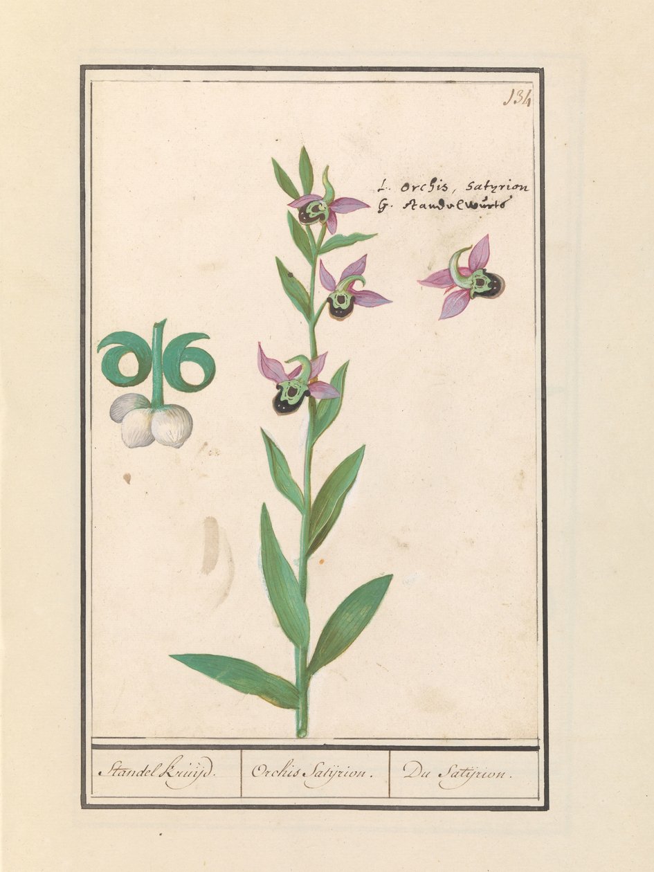 Laughing Bumblebee Orchid (Ophrys bombyliflora) and Anemones (Anemone) by Anselmus Boëtius de Boodt