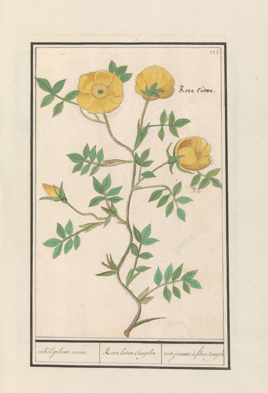 Rose (Rosa) by Anselmus Boëtius de Boodt