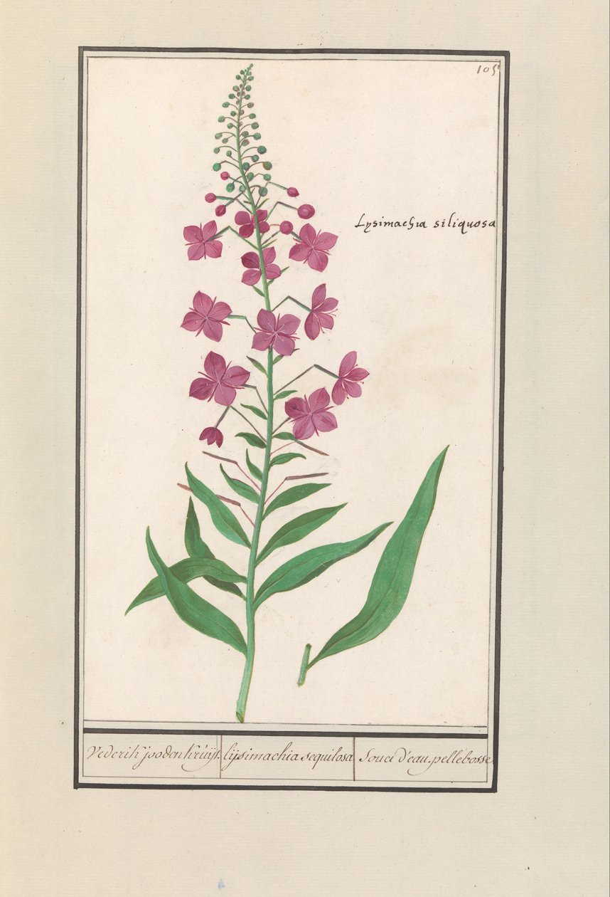Willowherb (Chamerion angustifolium) by Anselmus Boëtius de Boodt