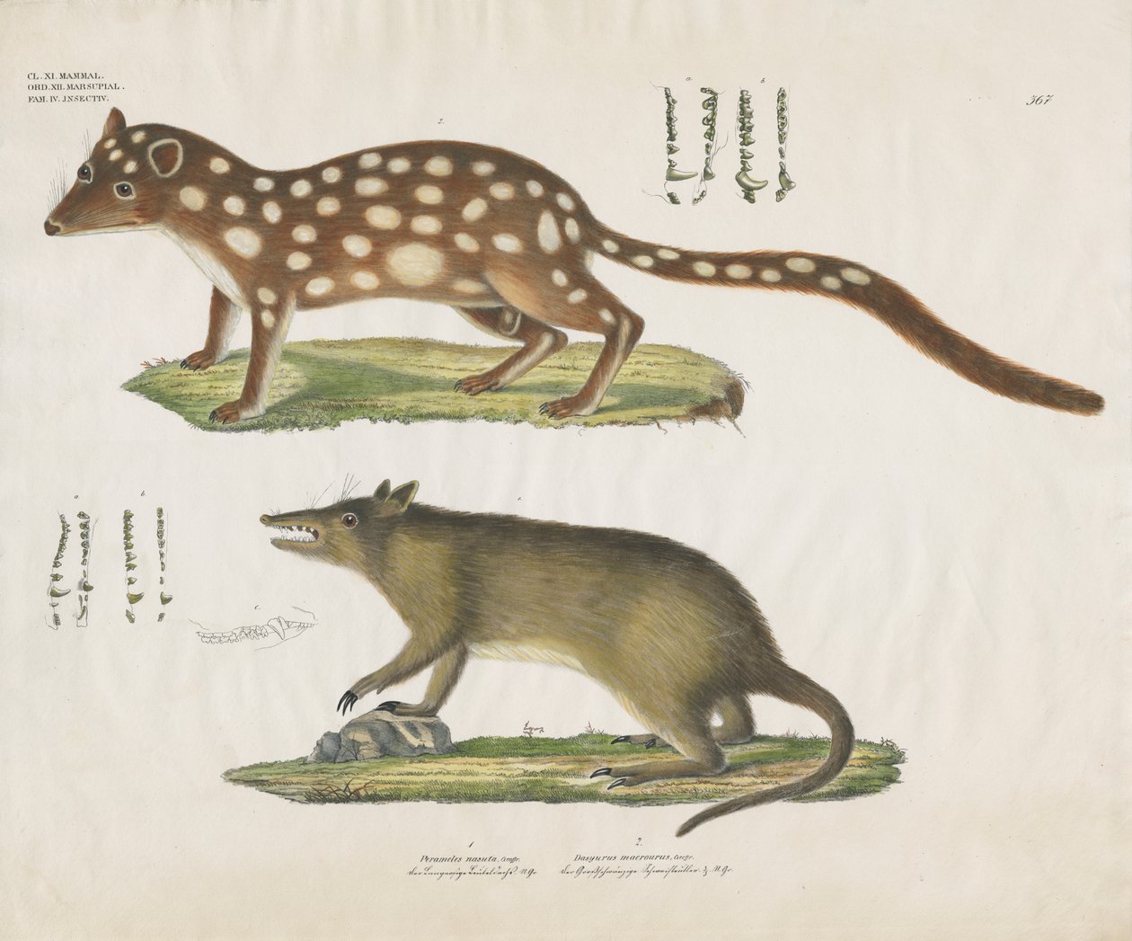 Australian Marsupials with Anatomical Details by Anstalt Arnz & Co.