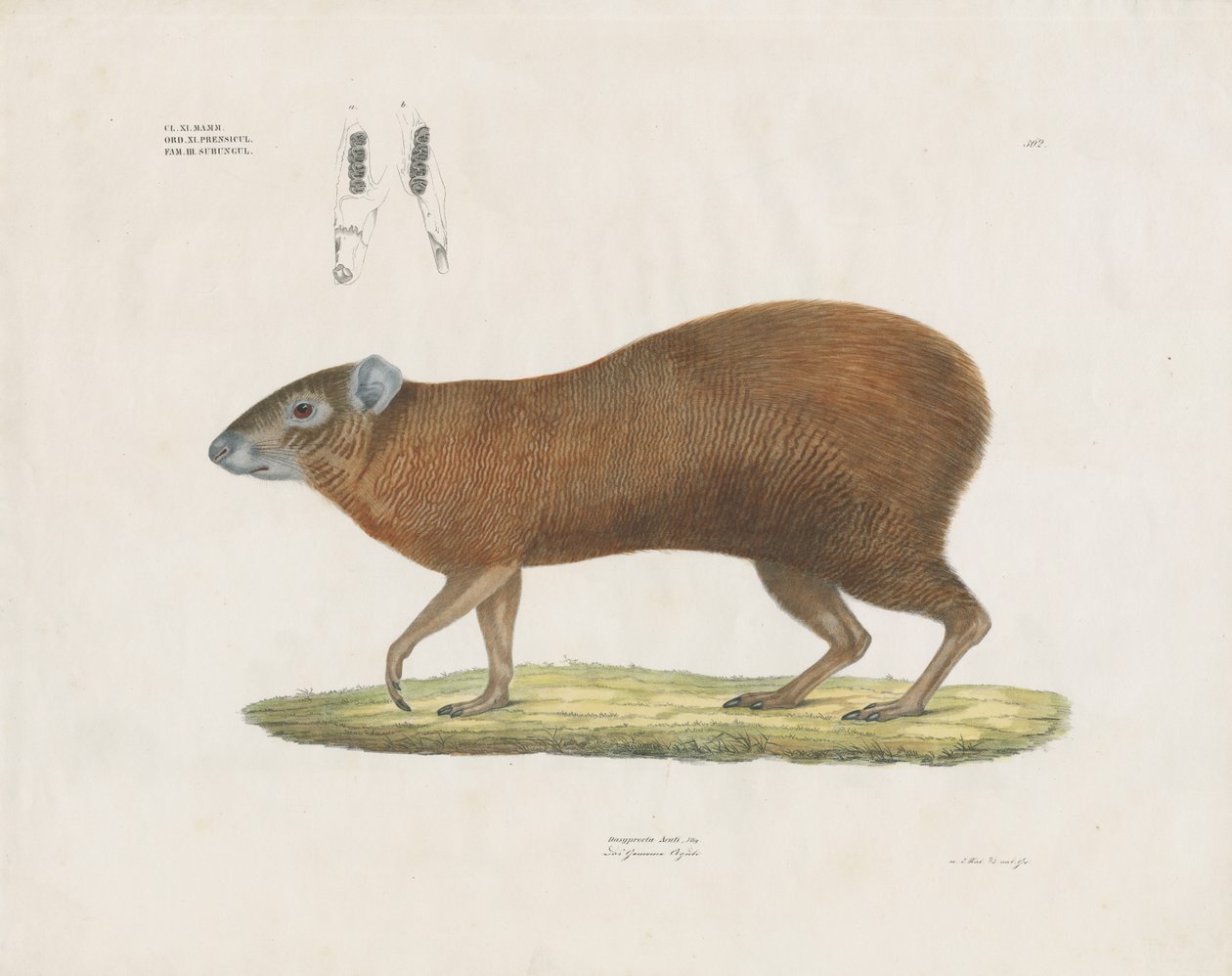 Common Agouti with Dental Details by Anstalt Arnz & Co.