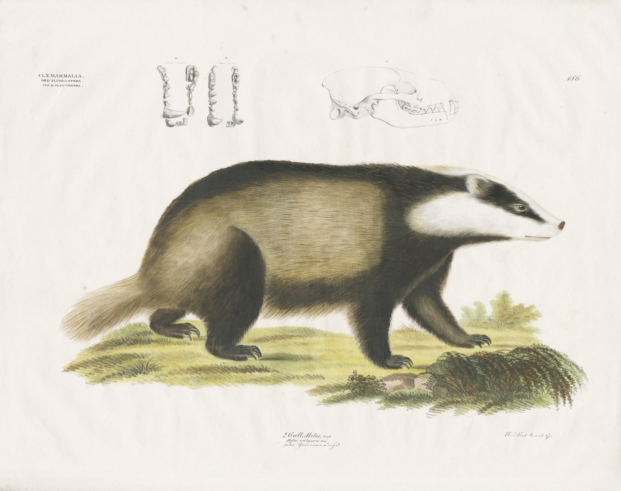 European Badger with Skull Illustration by Anstalt Arnz & Co.