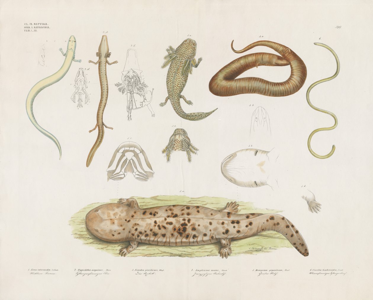 Various Amphibians and Anatomical Studies by Anstalt Arnz & Co.