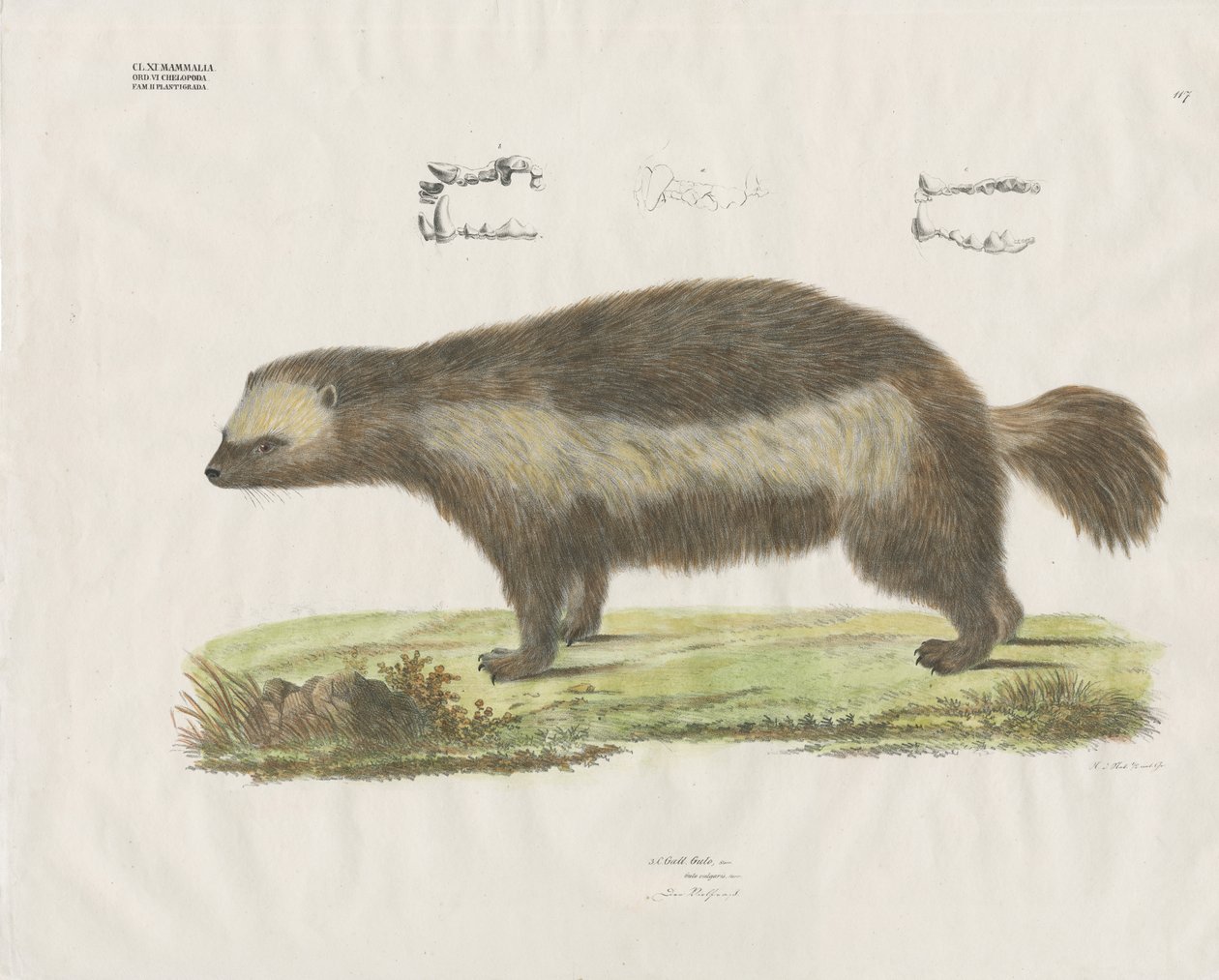 Wolverine with Dental Details by Anstalt Arnz & Co.