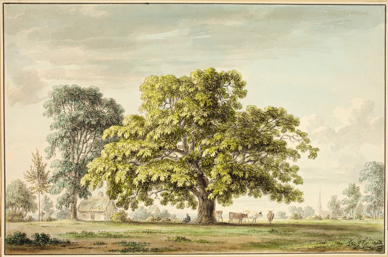 A Walnut Tree at Denton, near Grantham by Anthony Devis