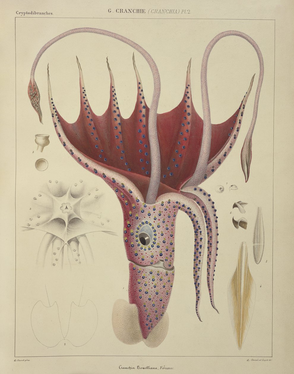 Squid, Pl.2 from 