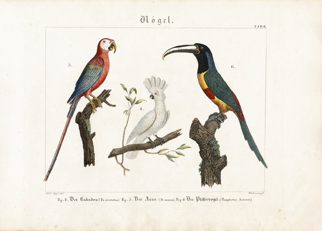 Cockatoo, Macaw and Toucan by Anton Wachsmann
