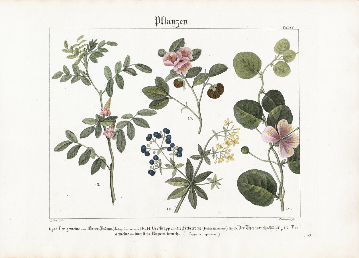 Dye Plants and Caper Bush by Anton Wachsmann