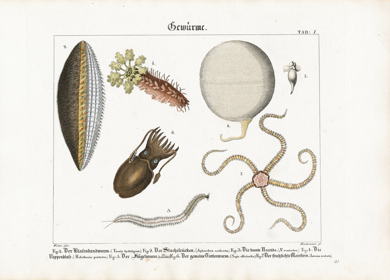 Various Marine Worms and Cnidarians by Anton Wachsmann