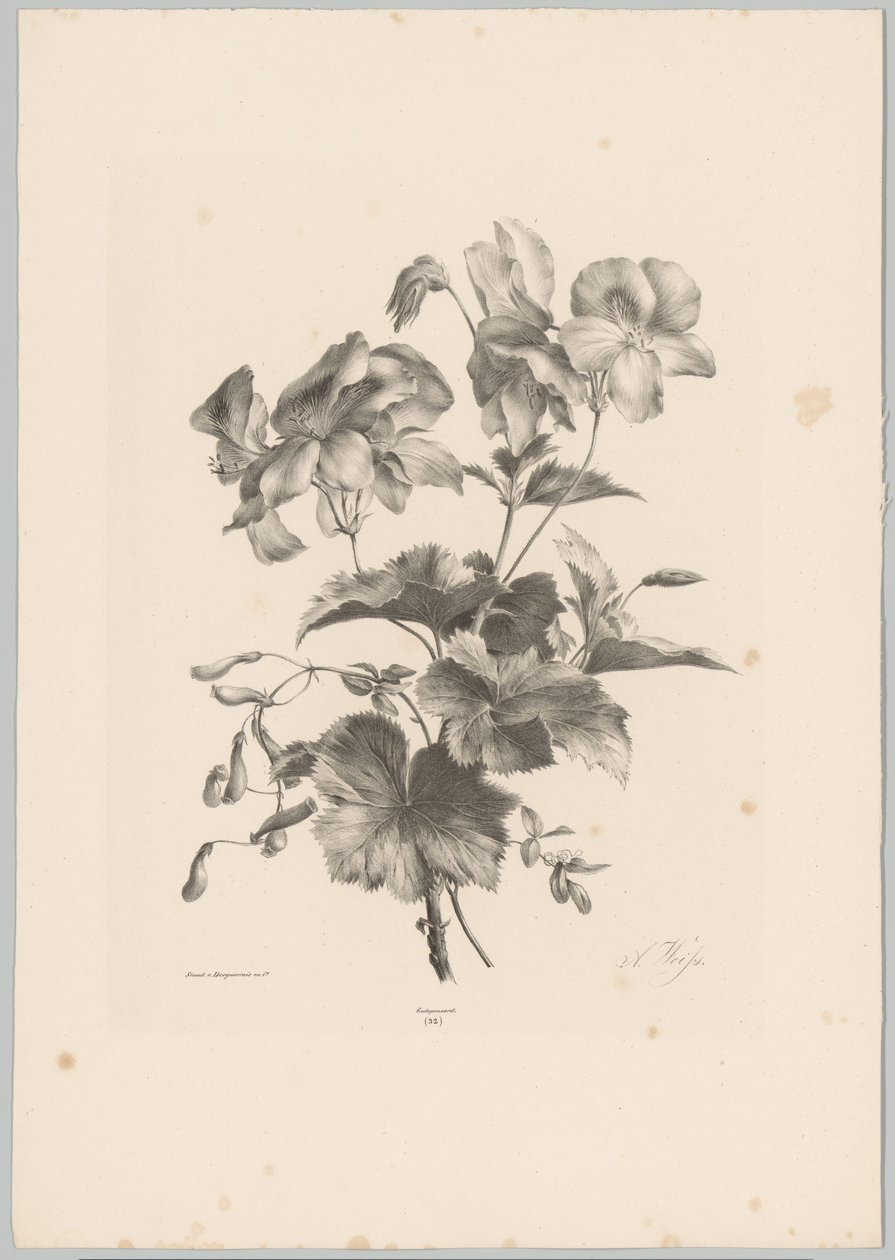 Various Flowers by Anton Weiss