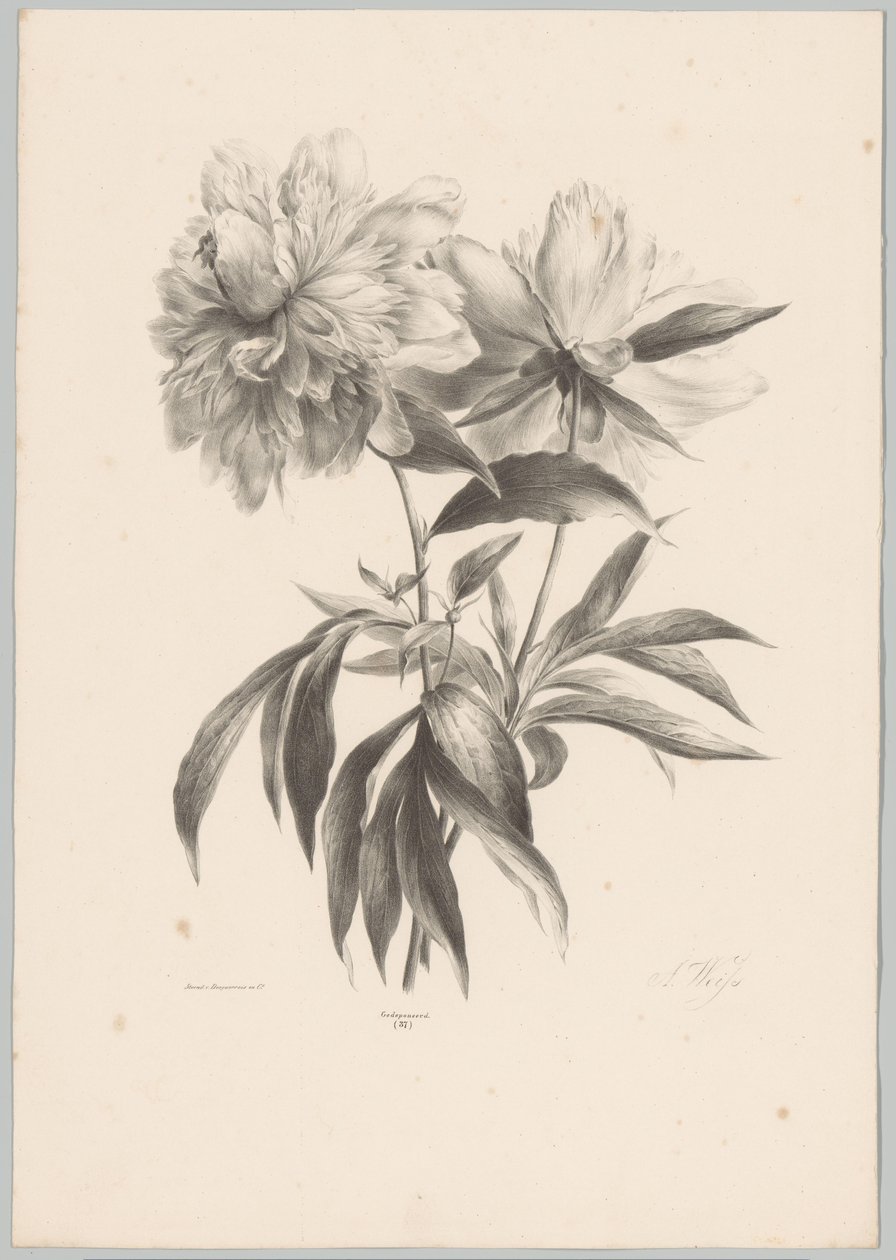 Two Flowers by Anton Weiss