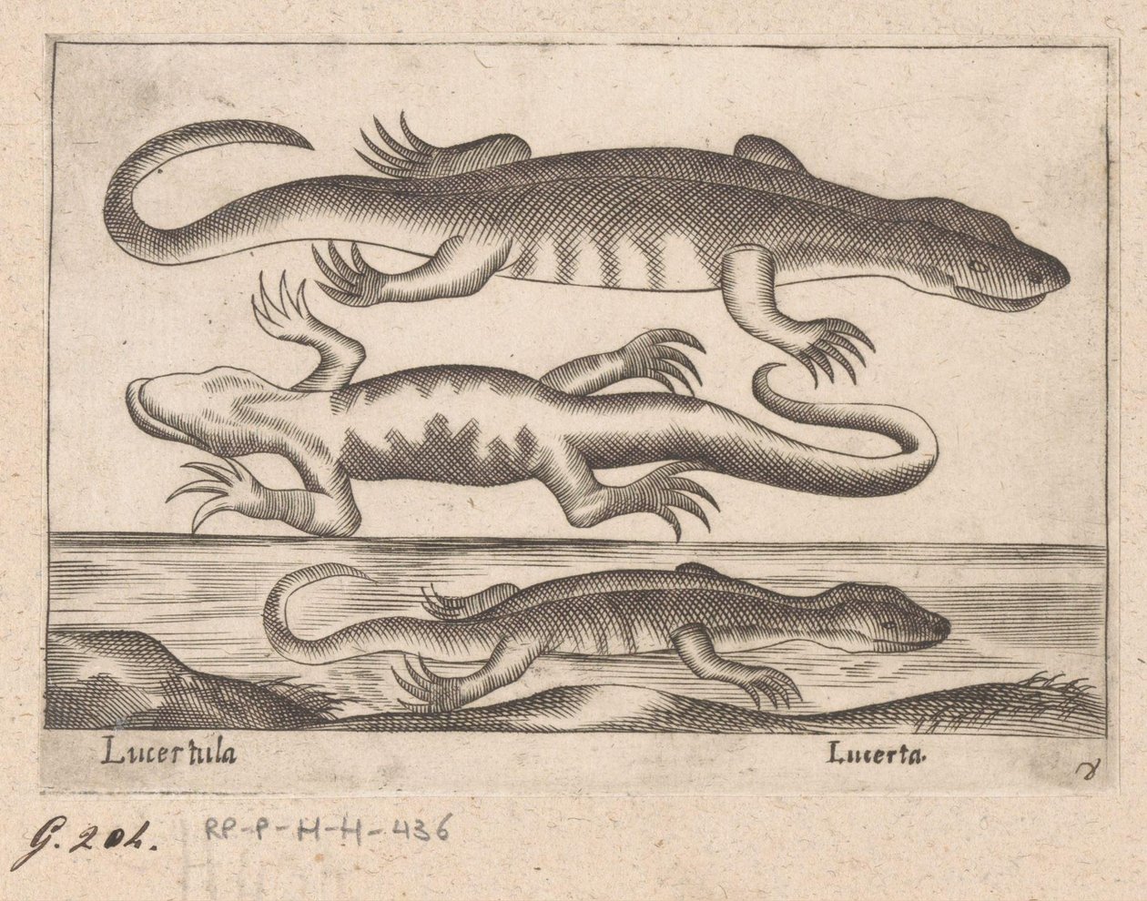 Three Lizards by Antonio Tempesta
