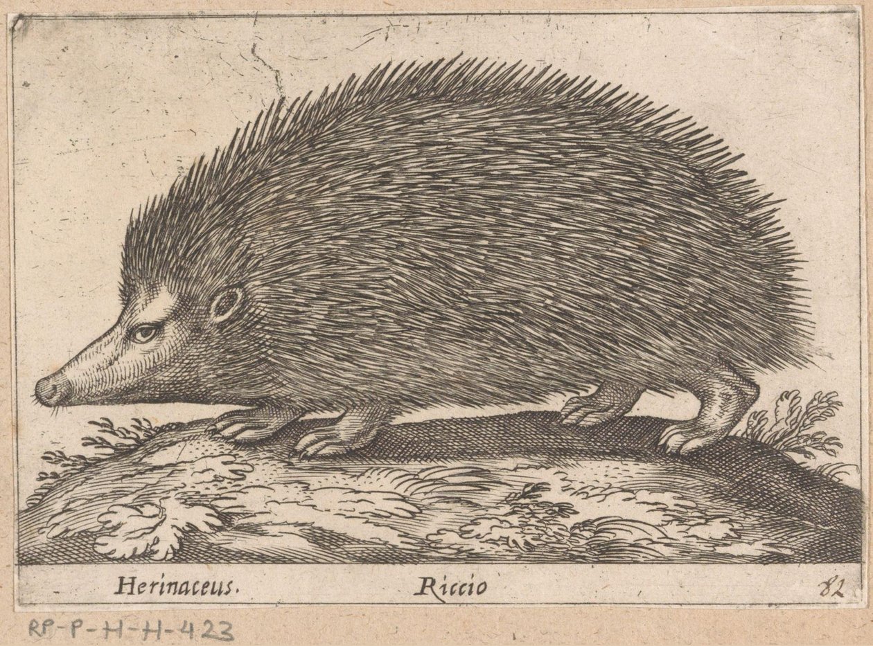 Hedgehog by Antonio Tempesta