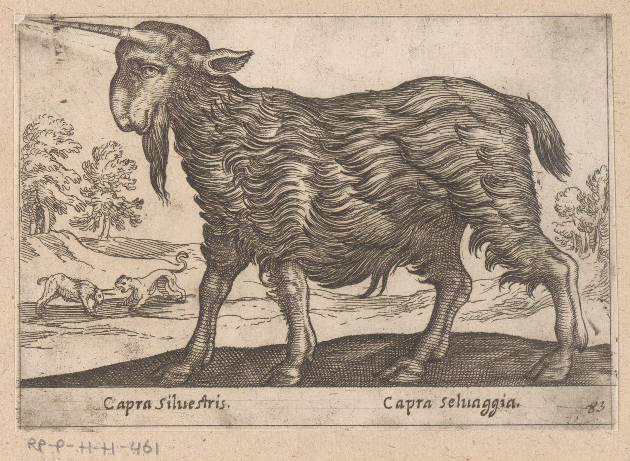 Goat with One Horn (Capra Silvestris/Capra Selvaggia) by Antonio Tempesta