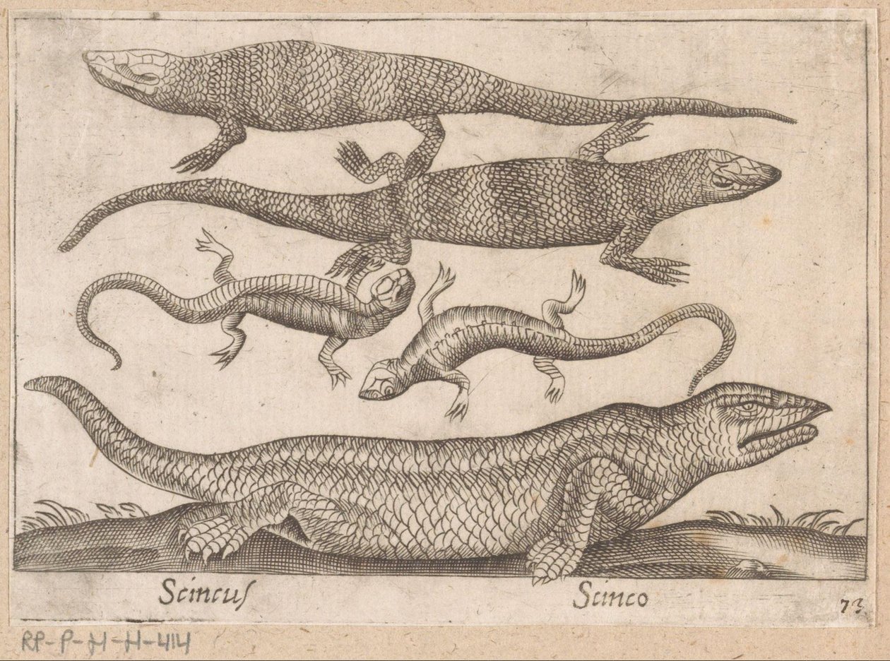 Lizards (Scincus/Scinco) by Antonio Tempesta