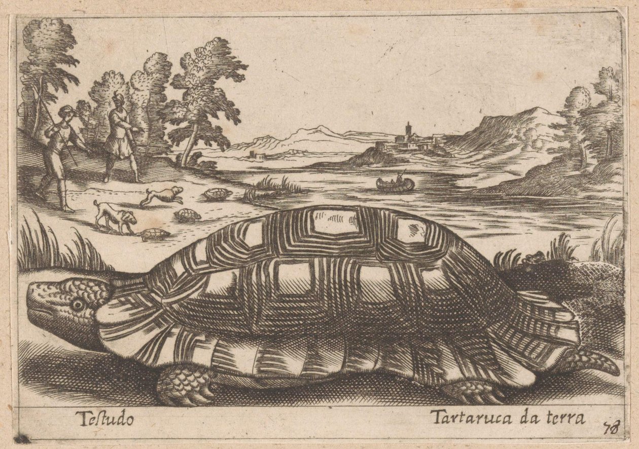 Land Tortoise by Antonio Tempesta