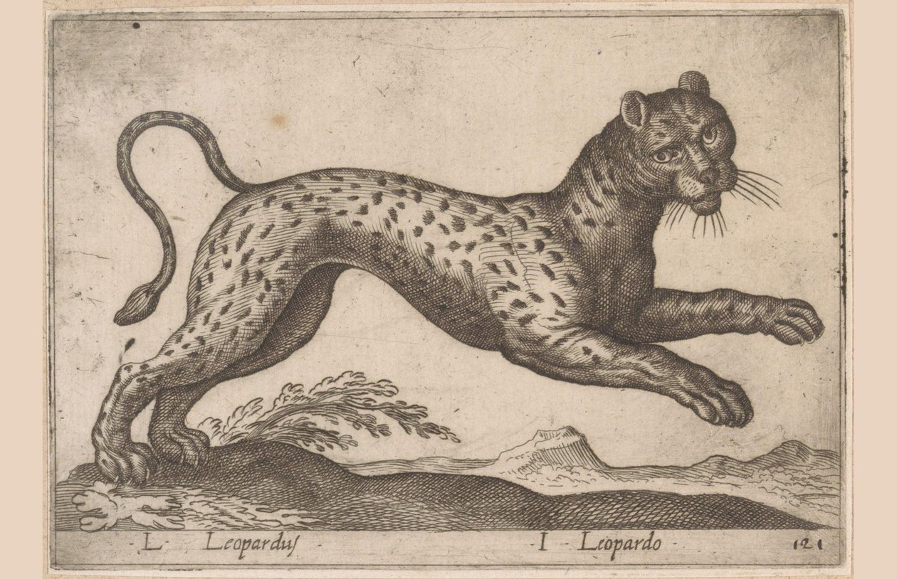 Leopard (Animals and Fabulous Creatures series, Nova raccolta de li animali piu curiosi del mondo series) by Antonio Tempesta