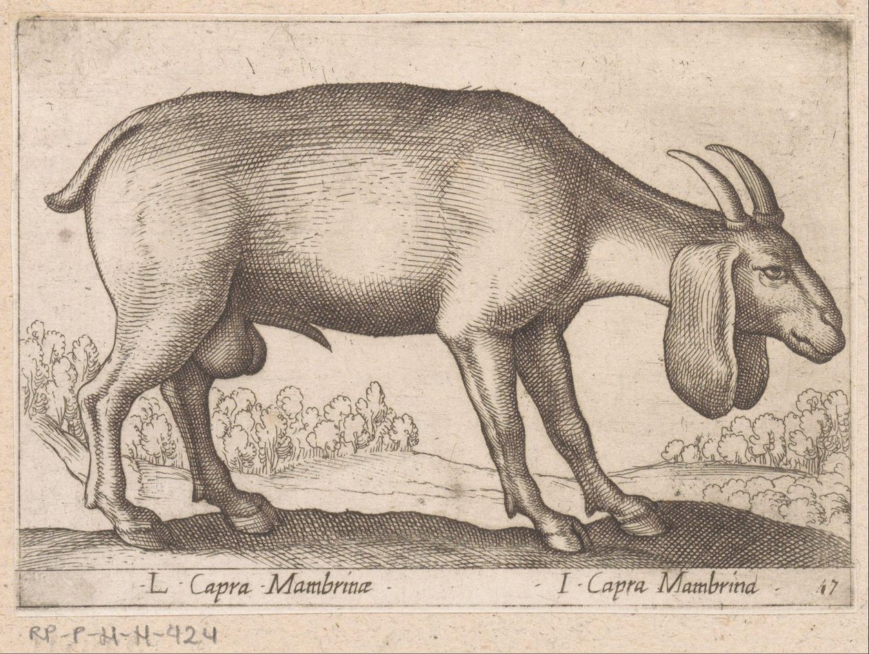 Mambrina Goat by Antonio Tempesta