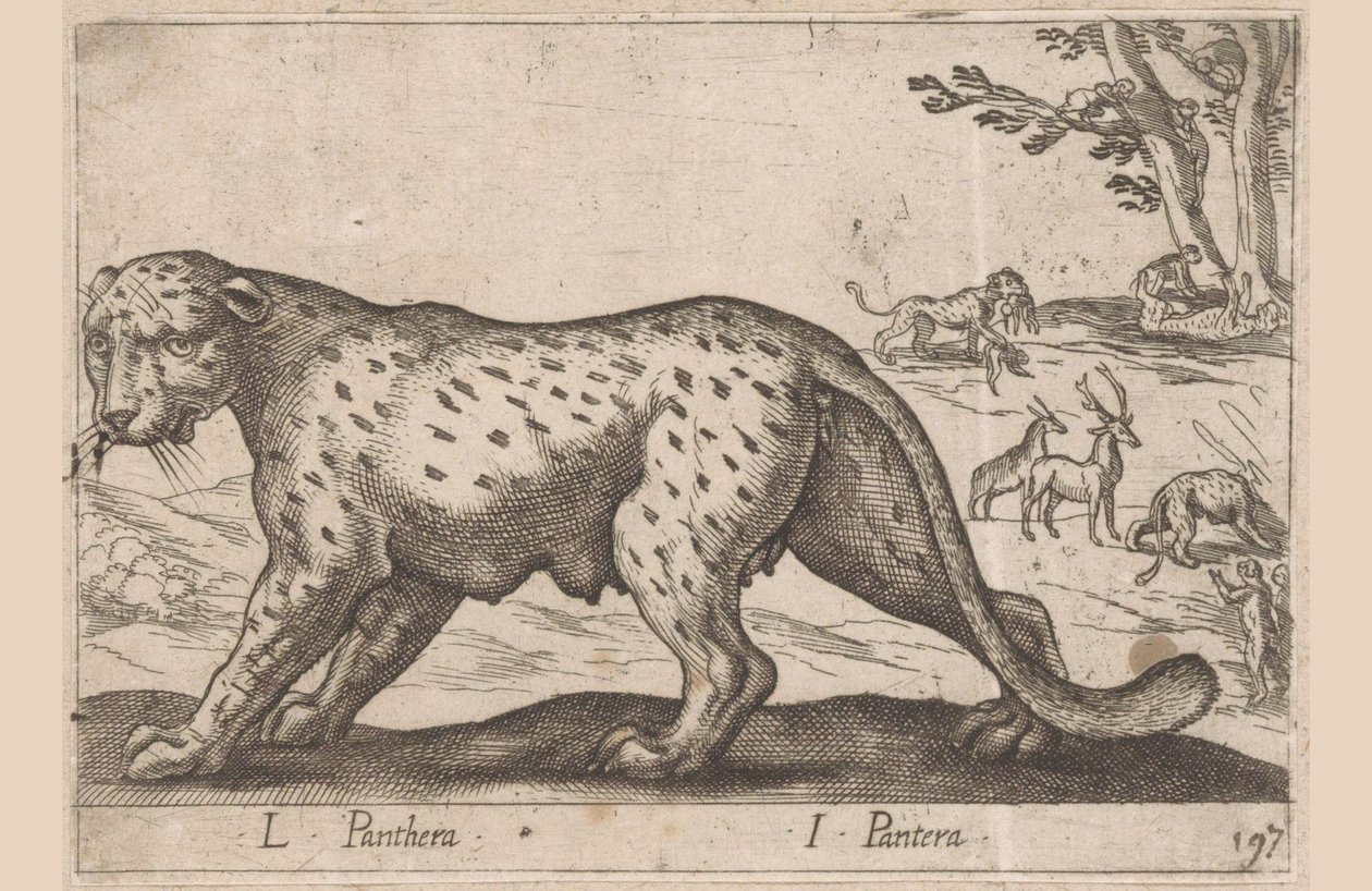 Panther by Antonio Tempesta