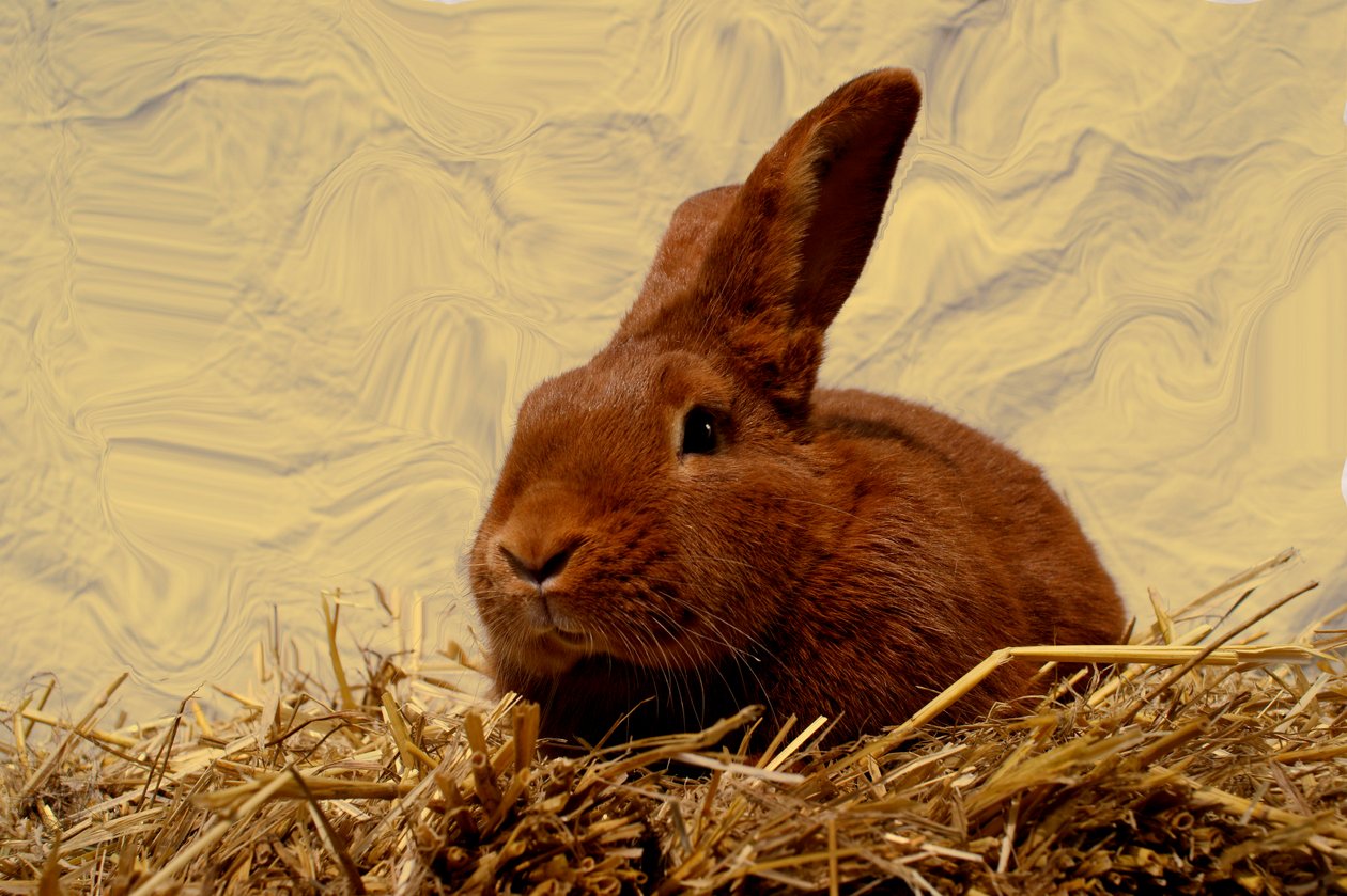 Hare by Antonius Antonius