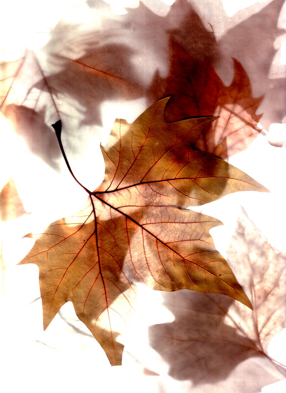 Autumn Wind by Antonius Antonius