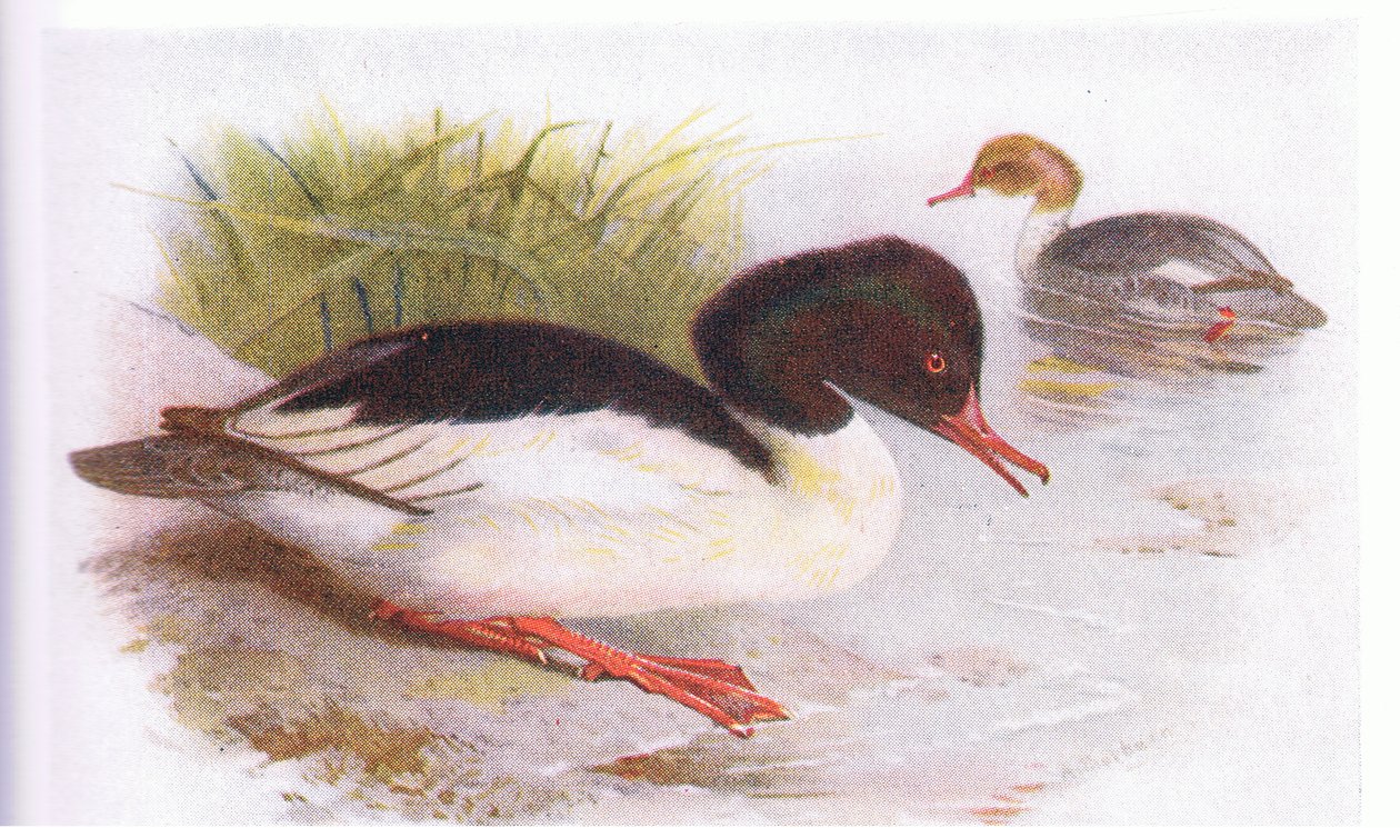 Goosander by Archibald Thorburn