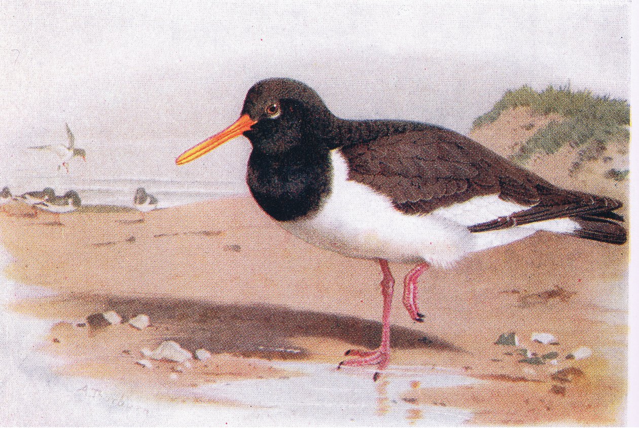 Oyster Catcher, from Birds of the British Isles and Their Eggs published by Frederick Warne & Co Ltd, 1958 by Archibald Thorburn