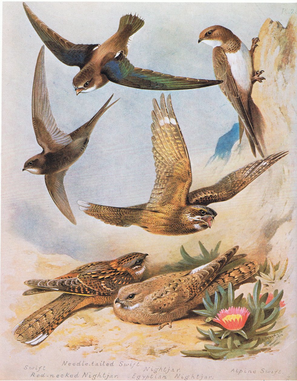 Swift, Needle Tail Swift, Red Necked Nightjar, Nightjar, Egyptian Nightjar, Alpine Swift by Archibald Thorburn